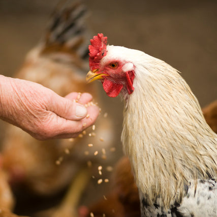 Livestock Feed & SuppliesFeeding chicken