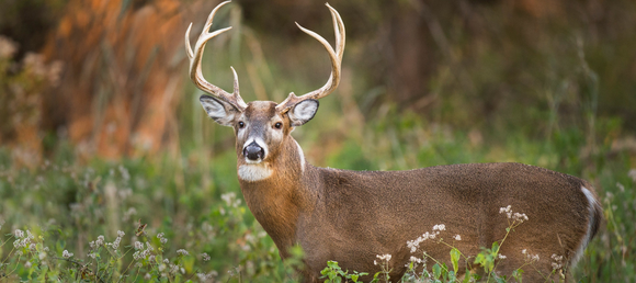 Whitetail deer