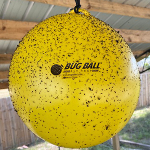 Bug Ball Gnat Ball Starter Kit